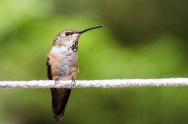 Rufous Hummingbird Bir parça beyaz çamaşır ipine tünemiş