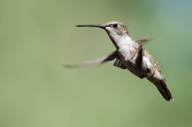 Siyah çeneli sinek kuşu uçuş Hovering ormanın derinliklerinde
