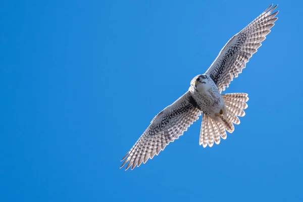 Prairie Falcon Eleva Alto Cielo Azul —  Fotos de Stock