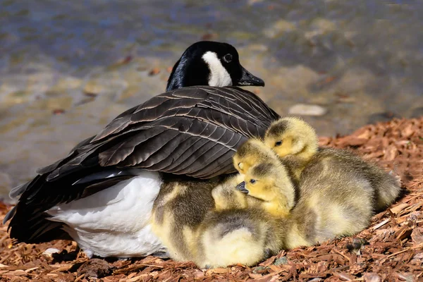 Newborn Goslings Quietly Napping Mother — Stock Photo, Image