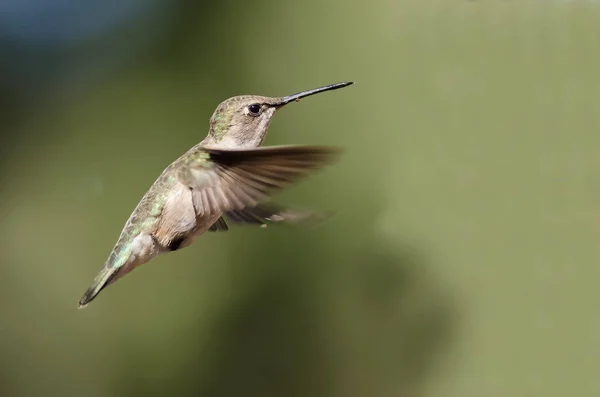 Bradou Černý Kolibřík Vznáší Letu Hluboko Lese — Stock fotografie