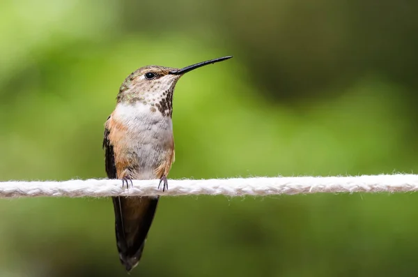 Colibrí Rufo Encaramado Pedazo Tendedero Blanco —  Fotos de Stock