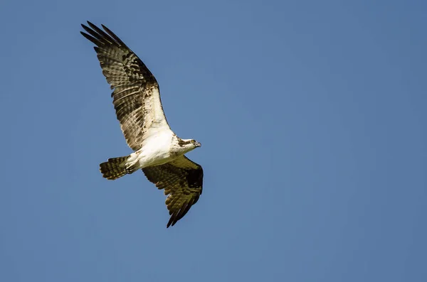 Osprey Solitario Volando Cielo Azul — Foto de Stock