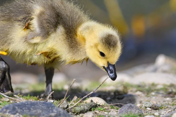 Nyfödd Gosling Lära Sig Att Söka Mat — Stockfoto