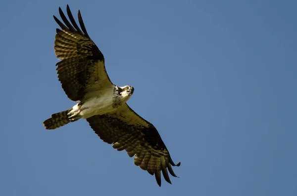 在蓝天下飞翔的鱼鹰直接进行眼神接触 — 图库照片
