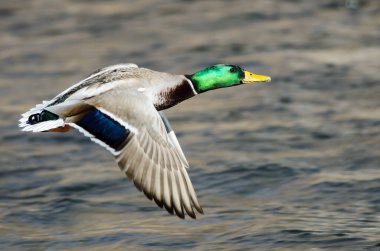 Mallard Ördeği Nehrin Üzerinde Uçuyor