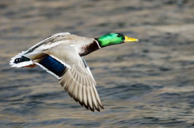 Mallard Duck Flying Over the Flowing River clipart