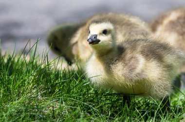 Yenidoğan Gosling Yumuşak Yeşil Çim Üzerinde Sessizce Dinlenme