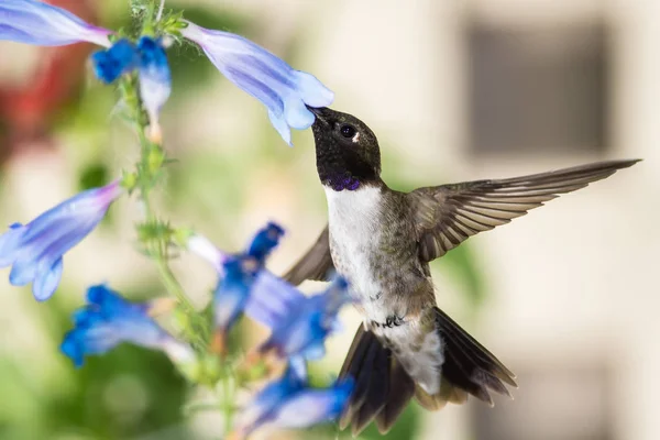 Black Chinned Hummingbird Searching Nectar Blue Flowers — Stock Photo, Image