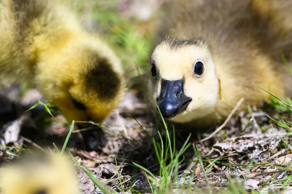 Nyfödd Gosling Gör Direkt Ögonkontakt — Stockfoto