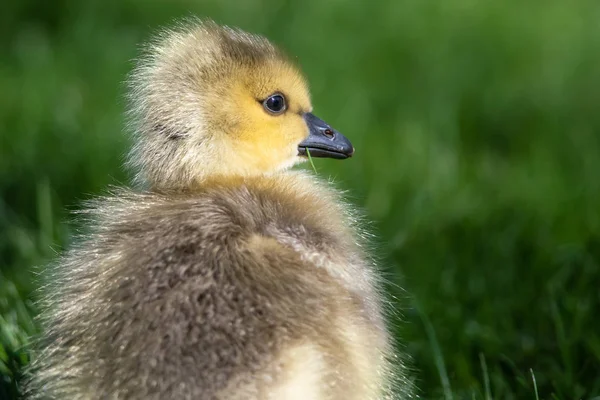 Fermer Profil Adorable Gosling Nouveau — Photo