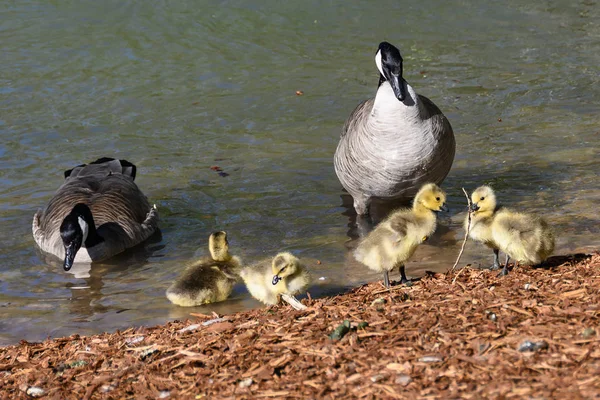 Goslings Recién Nacidos Aprendiendo Bajo Ojo Atento Madre Padre —  Fotos de Stock