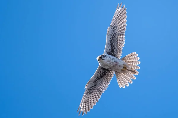 Falco Della Prateria Che Vola Alto Cielo Blu — Foto Stock