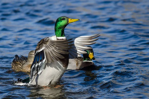 Germano Reale Anatra Stretching Suo Ali Mentre Riposo Acqua — Foto Stock