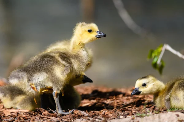 Nyfödda Gosling Utforska Den Fascinerande Nya Världen — Stockfoto