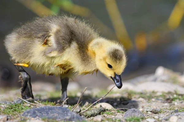 Nyfödd Gosling Lära Sig Att Söka Mat — Stockfoto