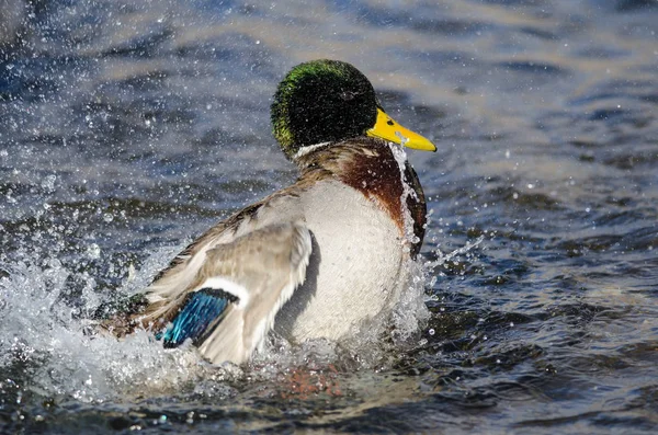 Mallard Eend Spelen Spetteren Het Koele Verfrissende Water — Stockfoto