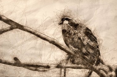 Osprey yüksek ağaca tünemiş