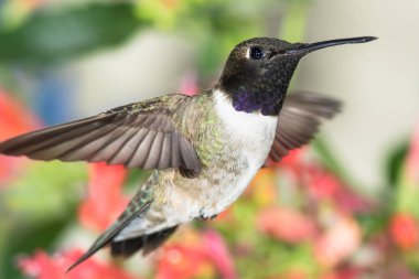 Siyah-Çin Sinek Kuşu Kızıl Çiçekler Arasında Nektar Arıyor