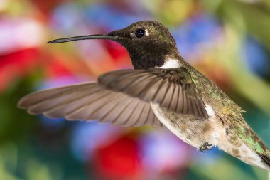 Siyah Çin Sinek Kuşu Çiçek Bahçesinde Nektar Arıyor