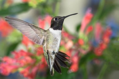 Siyah-Çin Sinek Kuşu Kızıl Çiçekler Arasında Nektar Arıyor