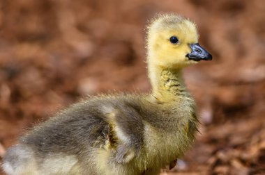 Yenidoğan Gosling Büyüleyici Yeni Dünyayı Keşfediyor