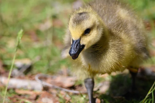 Close Profile Adorable Newborn Gosling — Stock Photo, Image