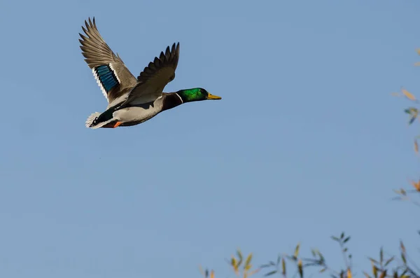 Mallard Duck Flyger Lågt Över Höstträden — Stockfoto