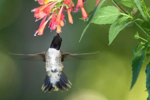 Hummingbird Nero Chinned Che Cerca Nettare Fra Fiori Rossi — Foto Stock