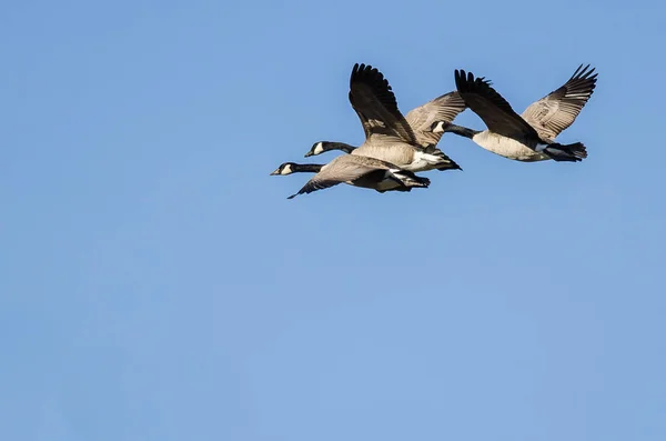三只加拿大鹅在蓝天中飞翔 — 图库照片