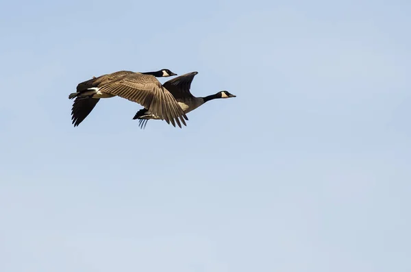 Par Gansos Canadá Volando Cielo Azul —  Fotos de Stock