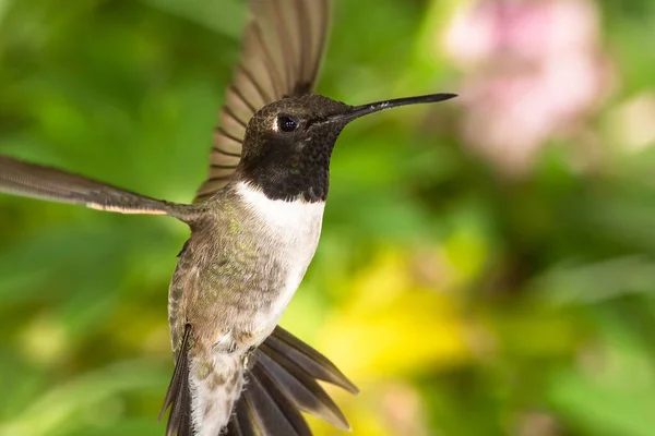 Schwarzkinn Kolibri Auf Nektarsuche Grünen Garten — Stockfoto