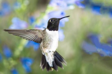 Siyah Çin Sinek Kuşu Mavi Çiçekler Arasında Nektar Arıyor