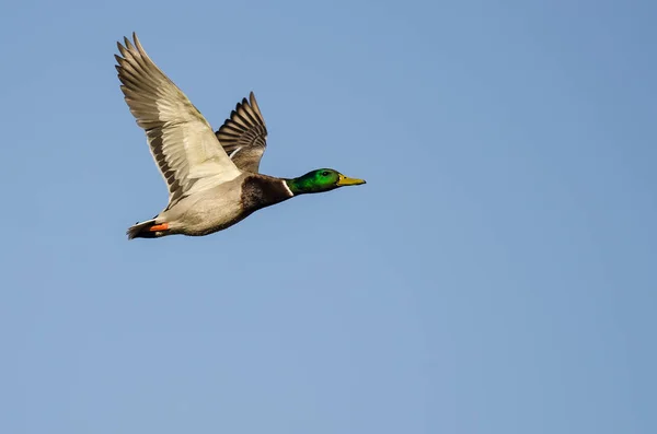 Mallard Duck Volando Cielo Azul —  Fotos de Stock