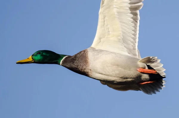 Pato Mallard Voando Céu Azul — Fotografia de Stock