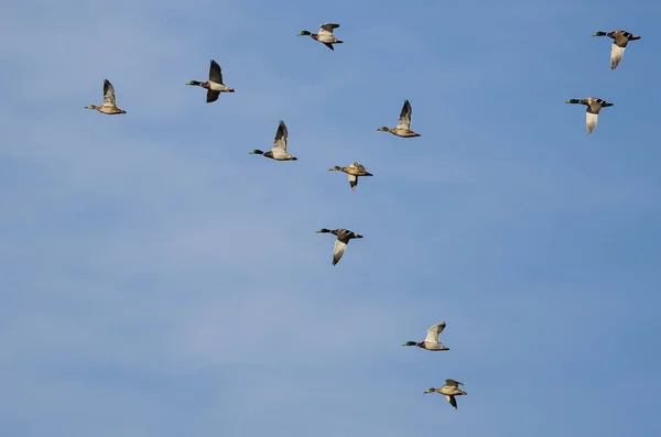 Flock Mallard Ducks Flying Blue Sky — Stock Photo, Image