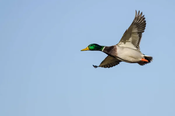 Mallard Duck Volando Cielo Azul — Foto de Stock