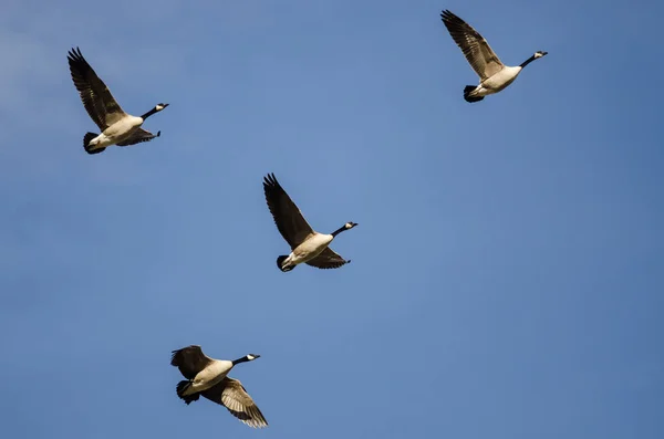 Manada Gansos Canadá Volando Cielo Azul —  Fotos de Stock