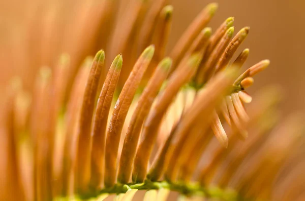 Natuur Samenvatting Gouden Naalden Van Dawn Redwood Herfst — Stockfoto