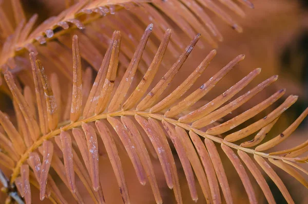 Gouden Naalden Van Dawn Redwood Herfst — Stockfoto