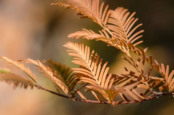 Gouden Naalden Van Dawn Redwood Herfst — Stockfoto