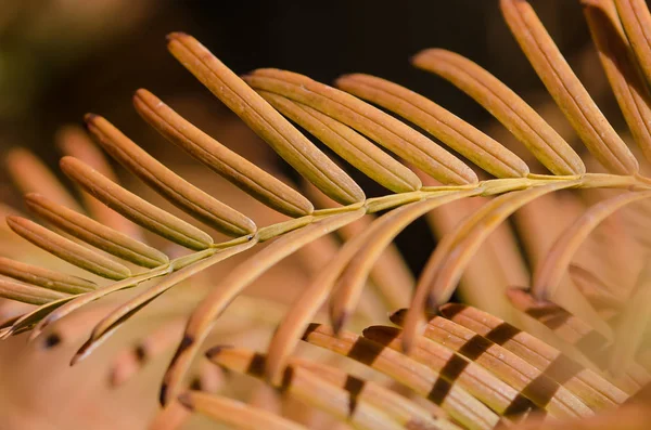 Gouden Naalden Van Dawn Redwood Herfst — Stockfoto