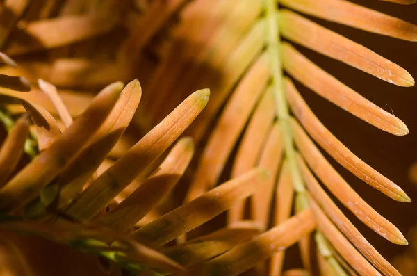 Las Agujas Oro Secuoya Del Amanecer Otoño —  Fotos de Stock