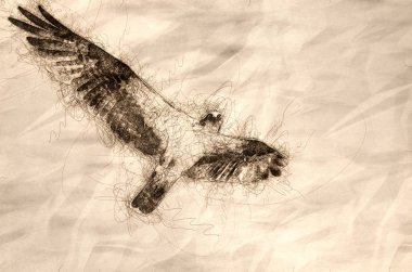 osprey mavi gökyüzünde uçarken göz teması yapma