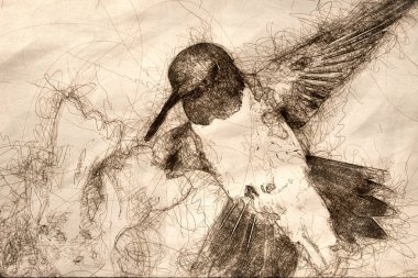 Siyah-chinned Hummingbird mavi FL arasında nektar aranıyor