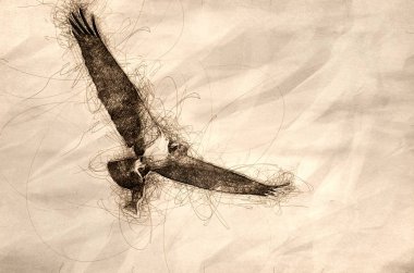 Osprey taşıyan bir balık uçuş