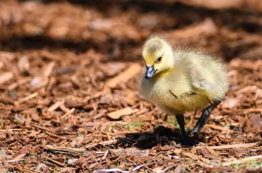 Yenidoğan Gosling Büyüleyici Yeni Dünyayı Keşfediyor