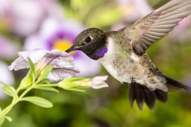 Siyah Çin Sinek Kuşu Mor Çiçekler Arasında Nektar Arıyor