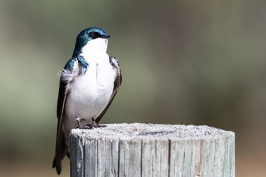 Yürekli Küçük Ağaç Kırlangıcı Yıpranmış Tahta Posta 'nın üstüne tünemiş