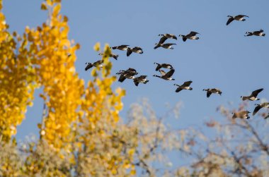 Altın sonbahar ağaca uçan Kanada kazlar sürüsü